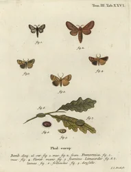 Malacosoma franconicum traça e festoon, Apoda limacodes.