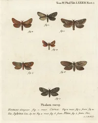 Pharmacis carna 2-4, orange swift, Triodia sylvina 5,6, e gold swift, Phymatopus hecta 7. Gravura em chapa de cobre colorida à mão por Johann Carl Bock após Eugenius Johann Christoph Esper