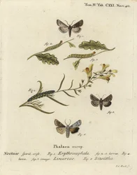 Castanha de cabeça vermelha, Conistra erythrocephala 1-4, brocado de toadflax, Calophasia lunula 5 e nó de ombro cinzento, Lithophane ornitopus 6. Gravura em chapa de cobre colorida à mão por Johann Carl Bock depois de Eugenius Johann Christoph Esper
