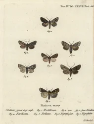 Traça saxónica, Hyppa rectilinea 1, traça de tesoura, Hada plebeja 2,3, adaga dos pântanos, Acronicta strigosa 4, pinhão-marrom, Agrochola litura 5, dardo de linha branca, Euxoa nigrofusca 6, Opigena polygona 7. Gravura em chapa de cobre colorida à mão por