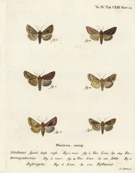 Scarce silver Y, Syngrapha interrogationis 1,2, plain golden Y, Autographa jota 3-5, gold spot, Plusia festucae 6. Gravura em chapa de cobre colorida à mão por Johann Carl Bock após Die Schmetterlinge de Eugenius Johann Christoph Esper, em Abbildungen nach