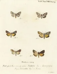 Trevo manchado, Schinia scutosa 1,2, Epilecta linogrisea 3, Guernsey underwing, Polyphaenis sericata 4, e Thalpophila matura 5,6. Gravura em chapa de cobre colorida à mão por Johann Carl Bock após Die Schmette de Eugenius Johann Christoph Esper