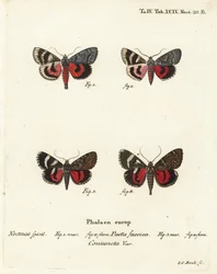Traças subjacentes, Catocala pacta e Catocala coniuncta. Gravura em chapa de cobre colorida à mão por Johann Carl Bock depois de Eugenius Johann Christoph Esper