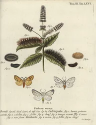 ermina branca, Spilosoma lubrificipeda.
