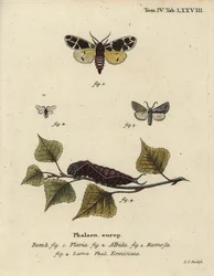 Traça tigre amarela, larva eremina branca, etc.