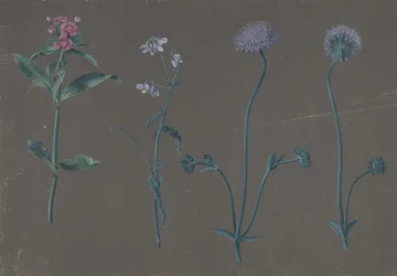 Estudo de Três Flores, 1781.