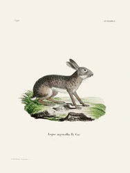 Liebre-indiana, de Johann Christian Daniel von Schreber.