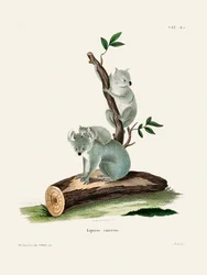Koala, de Johann Andreas Wagener