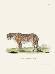 Leopardo, de Johann Andreas Wagener