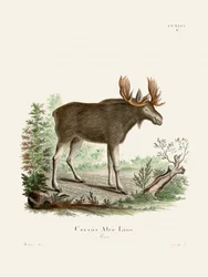 Moose, de Johann Christian Daniel von Schreber.