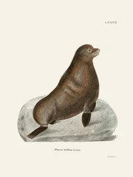 Foca-do-norte, por Johann Christian Daniel Von Schreber.