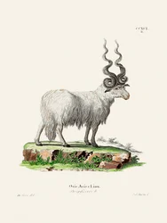 Ovis Aries, de Johann Andreas Wagener e Johann Christian Daniel Von Schreber.