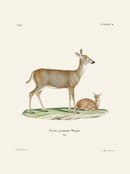 Veado da Virgínia (1778-1855) Por Johann Andreas Wagener e Johann Christian Daniel Von Schreber.