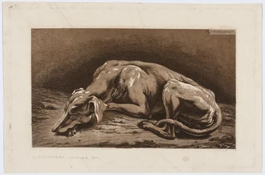 Galgo adormecido