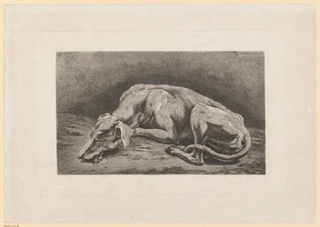 Galgo adormecido