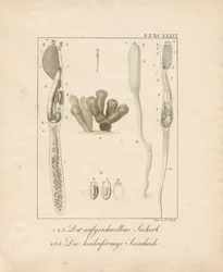 Anatomia dos Invertebrados Marinhos: Cortiça-do-mar e esguicho-do-mar (gravura em chapa de cobre)