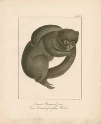 Lémure-rato de Commerson (litografia colorida à mão)