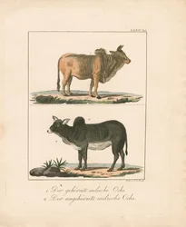 Bois indianos com e sem cornos (litografia colorida à mão)