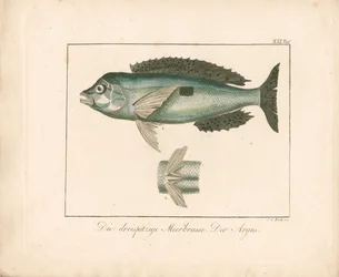 Barbatana-de-dedo-malhado. The Argus (gravura em chapa de cobre colorida à mão)