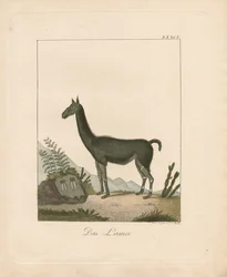 A Lhama (litografia colorida à mão)