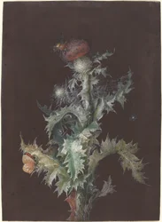 Cardo com insetos, c. 1755.