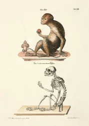 Macaque Barbary e seu esqueleto