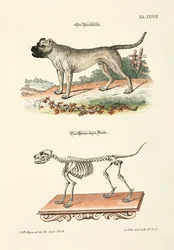 O Boarhound e o seu esqueleto