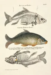 Carpa comum com esqueleto