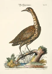 Amargos eurasiáticos