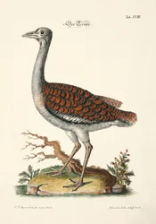 Abetarda