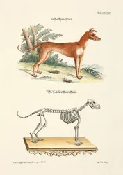 O galgo e o seu esqueleto