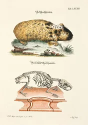 Porquinho-da-índia e o seu esqueleto