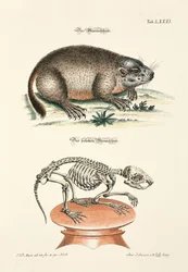 A marmota e o seu esqueleto