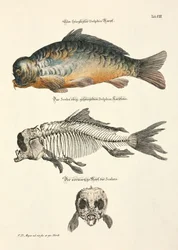 Carpa-espelho com esqueleto