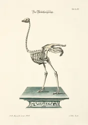 Esqueleto de avestruz
