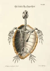 Esqueleto de tartaruga marinha