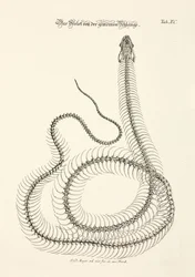 Esqueleto da cobra comum