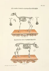 Esqueletos de um vitelo e de um leitão de três patas de gamo