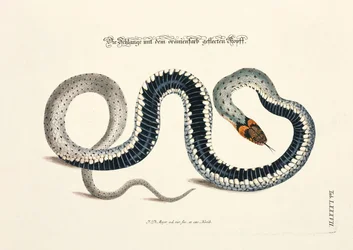Serpente com cabeça de manchas alaranjadas