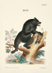 O Urso