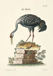 A Grua