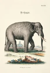 O Elefante