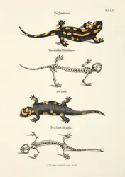 A Salamandra de fogo com esqueleto