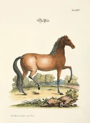 O Cavalo