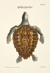 A tartaruga marinha
