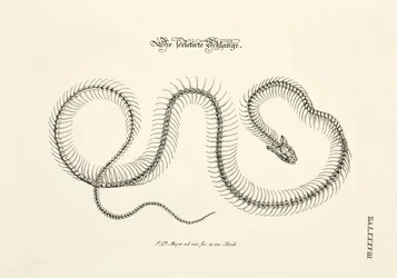 A serpente esqueletizada