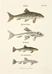 A Truta, o Gudgeon e os seus esqueletos