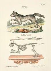 O Lobo