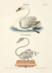 O cisne e o seu esqueleto