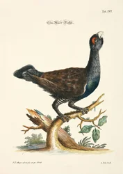 Tetraz ocidental